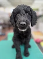 Mr. T Beautiful Male Goldendoddle, a male Goldendoodle for sale in Castro Valley, CA – Photo 7 of 8