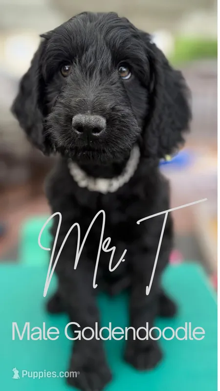 Mr. T Beautiful Male Goldendoddle – Goldendoodle puppy for sale in Castro Valley, CA