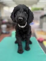 Mr. T Beautiful Male Goldendoddle, a male Goldendoodle for sale in Castro Valley, CA – Photo 6 of 8