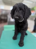 Mr. T Beautiful Male Goldendoddle, a male Goldendoodle for sale in Castro Valley, CA – Photo 2 of 8