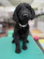 Mr. T Beautiful Male Goldendoddle, a male Goldendoodle for sale in Castro Valley, CA – Photo 3 of 8