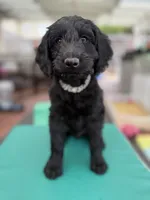 Mr. T Beautiful Male Goldendoddle, a male Goldendoodle for sale in Castro Valley, CA – Photo 5 of 8