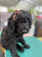  Onyx (The Sweetest Puppy ready for adventure) Mircochipped, a female Goldendoodle for sale in Castro Valley, CA – 7 of 9