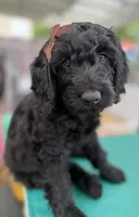  Onyx (The Sweetest Puppy ready for adventure) Mircochipped, a female Goldendoodle for sale in Castro Valley, CA – 6 of 9