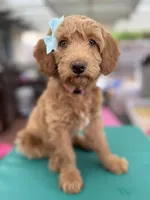 SweetFace Tuxedo Goldendoddle , a female Goldendoodle for sale in Castro Valley, CA – Photo 7 of 7