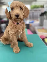SweetFace Tuxedo Goldendoddle , a female Goldendoodle for sale in Castro Valley, CA – Photo 4 of 7