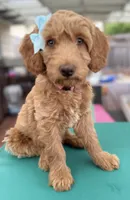 SweetFace Tuxedo Goldendoddle , a female Goldendoodle for sale in Castro Valley, CA – Photo 3 of 7