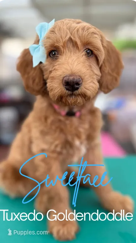 SweetFace Tuxedo Goldendoddle  – Goldendoodle puppy for sale in Castro Valley, CA