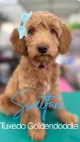 SweetFace Tuxedo Goldendoddle , a female Goldendoodle for sale in Castro Valley, CA – Photo 1 of 7