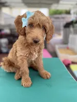 SweetFace Tuxedo Goldendoddle , a female Goldendoodle for sale in Castro Valley, CA – Photo 5 of 7