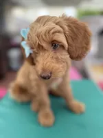 SweetFace Tuxedo Goldendoddle , a female Goldendoodle for sale in Castro Valley, CA – Photo 6 of 7