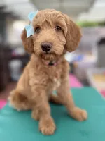 SweetFace Tuxedo Goldendoddle , a female Goldendoodle for sale in Castro Valley, CA – Photo 2 of 7