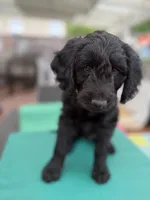 Mr. T Beautiful Male Goldendoddle, a male Goldendoodle for sale in Castro Valley, CA – Photo 8 of 8