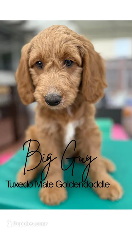 Big Guy – Goldendoodle puppy for sale in Castro Valley, CA