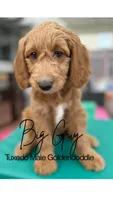 Big Guy, a male Goldendoodle for sale in Castro Valley, CA – 1 of 1