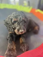 Mochi, a female Goldendoodle for sale in Castro Valley, CA – Photo 2 of 4