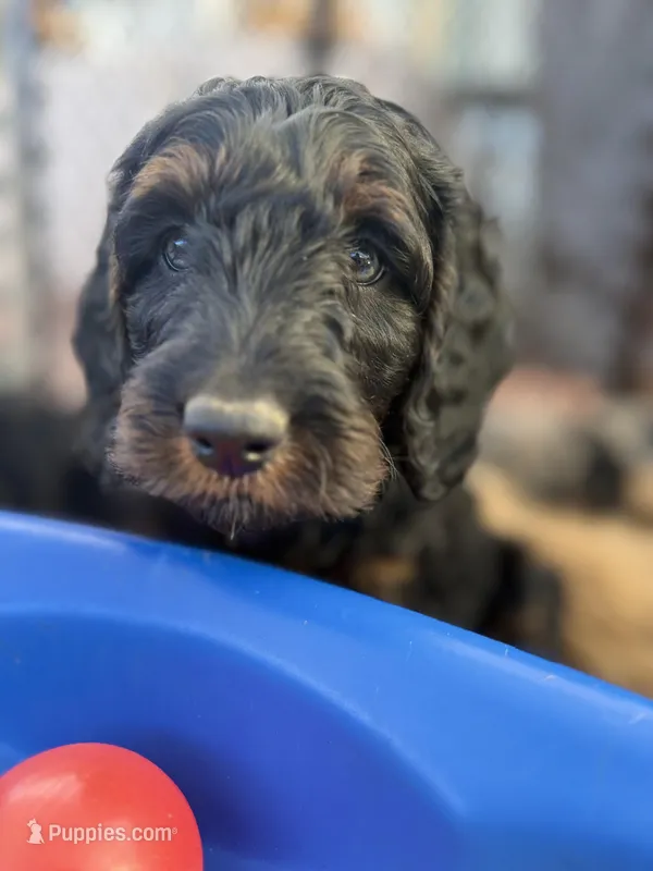 Mochi – Goldendoodle puppy for sale in Castro Valley, CA