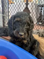 Mochi, a female Goldendoodle for sale in Castro Valley, CA – Photo 3 of 4