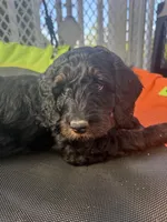 Mochi, a female Goldendoodle for sale in Castro Valley, CA – Photo 4 of 4