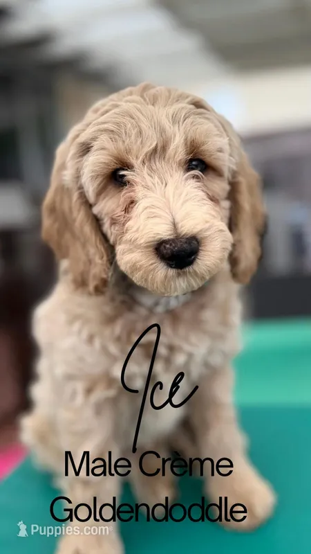 Icey- Cream Goldendoddle – Goldendoodle puppy for sale in Castro Valley, CA