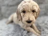 Icey, a male Goldendoodle for sale in Castro Valley, CA – Photo 6 of 10