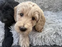 Icey, a male Goldendoodle for sale in Castro Valley, CA – Photo 9 of 10