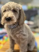 Icey, a male Goldendoodle for sale in Castro Valley, CA – Photo 3 of 10