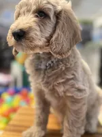 Icey, a male Goldendoodle for sale in Castro Valley, CA – Photo 4 of 10