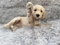 Icey, a male Goldendoodle for sale in Castro Valley, CA – Photo 8 of 10