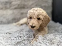 Icey, a male Goldendoodle for sale in Castro Valley, CA – Photo 7 of 10