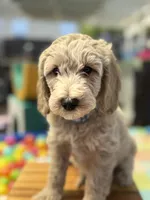 Icey, a male Goldendoodle for sale in Castro Valley, CA – Photo 1 of 10