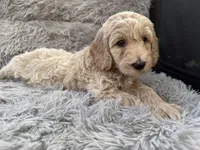 Icey, a male Goldendoodle for sale in Castro Valley, CA – Photo 10 of 10