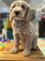 Icey, a male Goldendoodle for sale in Castro Valley, CA – Photo 5 of 10