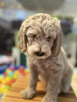 Icey, a male Goldendoodle for sale in Castro Valley, CA – Photo 2 of 10