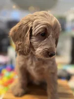 Birdy, a male Goldendoodle for sale in Castro Valley, CA – Photo 2 of 6