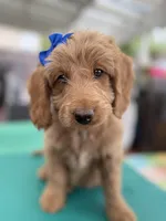 Birdy- Tuxedo Goldendoddle ( A Dream Puppy) , a female Goldendoodle for sale in Castro Valley, CA – 2 of 9