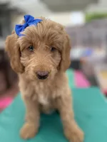 Birdy- Tuxedo Goldendoddle ( A Dream Puppy) , a female Goldendoodle for sale in Castro Valley, CA – 8 of 9