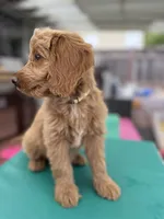 Birdy- Tuxedo Goldendoddle ( A Dream Puppy) , a female Goldendoodle for sale in Castro Valley, CA – 9 of 9