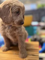Birdy, a male Goldendoodle for sale in Castro Valley, CA – Photo 4 of 6