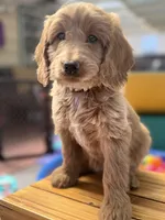 Birdy, a male Goldendoodle for sale in Castro Valley, CA – Photo 5 of 6