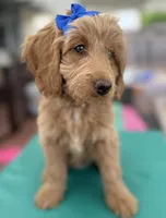 Birdy- Tuxedo Goldendoddle ( A Dream Puppy) , a female Goldendoodle for sale in Castro Valley, CA – 4 of 9