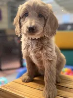 Birdy, a male Goldendoodle for sale in Castro Valley, CA – Photo 6 of 6