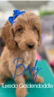 Birdy- Tuxedo Goldendoddle ( A Dream Puppy) , a female Goldendoodle for sale in Castro Valley, CA – 1 of 9