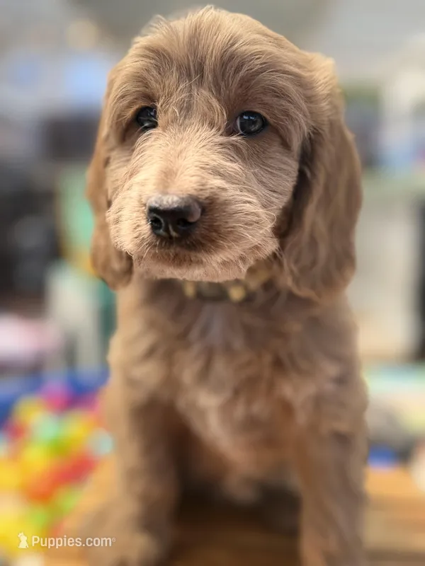 Birdy – Goldendoodle puppy for sale in Castro Valley, CA