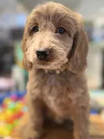 Birdy, a male Goldendoodle for sale in Castro Valley, CA – Photo 1 of 6