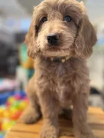 Birdy, a male Goldendoodle for sale in Castro Valley, CA – Photo 3 of 6