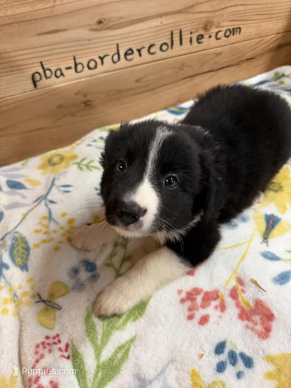  Black and white female Chelsea  – Border Collie puppy for sale in Saint Hedwig, TX