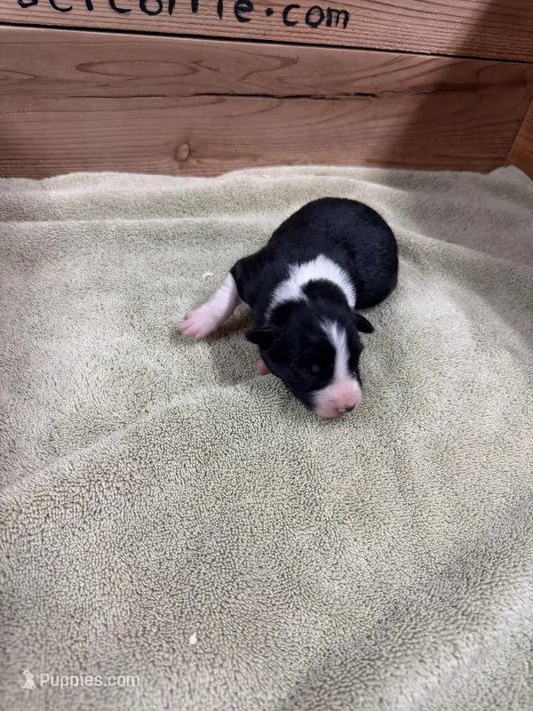  Black and white female Chelsea  – Border Collie puppy for sale in Saint Hedwig, TX