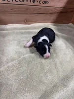  Black and white female Chelsea , a female Border Collie for sale in Saint Hedwig, TX – 4 of 4