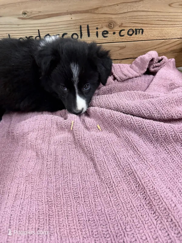  Black and white female Chelsea  – Border Collie puppy for sale in Saint Hedwig, TX